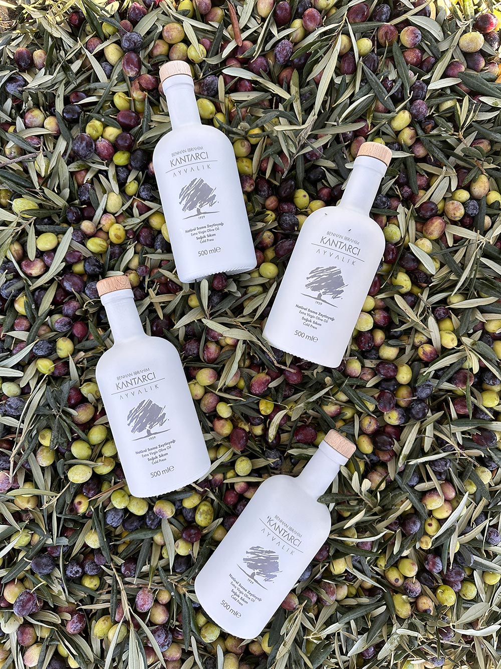 Bizim için Zeytin Ağacı Sadece Bir Bitki Değil; Köklerimize Olan Bağlılığımızın Simgesidir